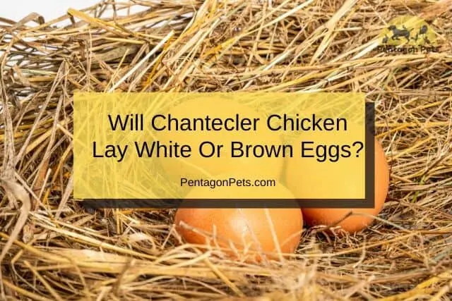 Chantecler Chicken brown egg