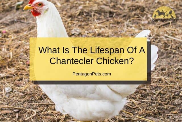 Chantecler Chicken roaming farm