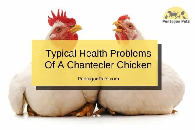 A pair of Chantecler Chickens