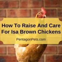 Isa Brown Chicken