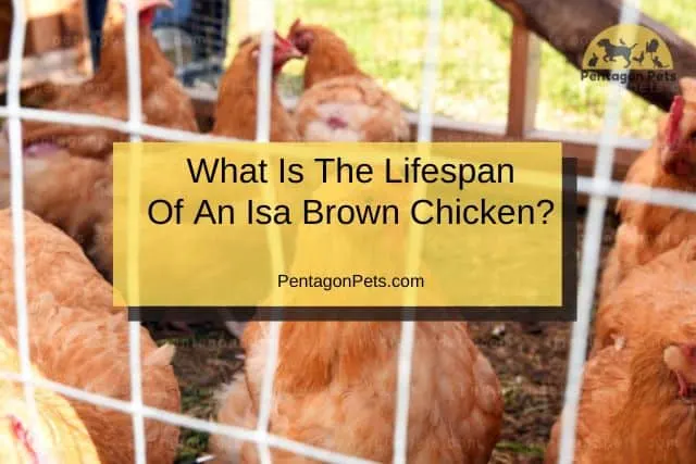 Isa Brown Chicken Coop