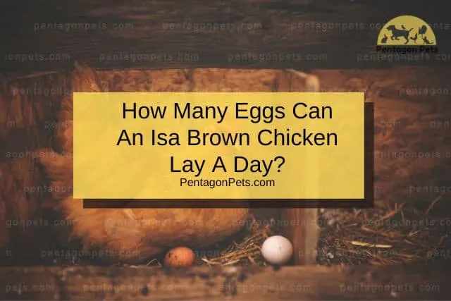 Isa Brown Chicken Laying Eggs
