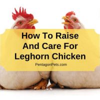 Two Leghorn Chickens