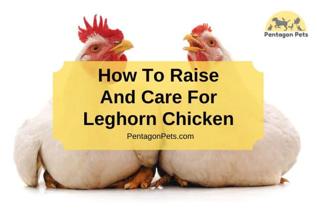 Two Leghorn Chickens