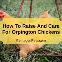 Orpington Chicken on farm