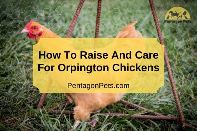 Orpington Chicken on farm