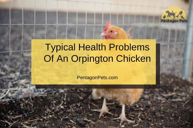Orpington Chicken walking around farm
