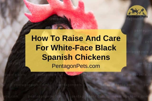 White Face Black Spanish Chickens