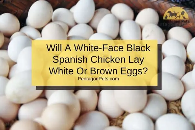 White chicken eggs