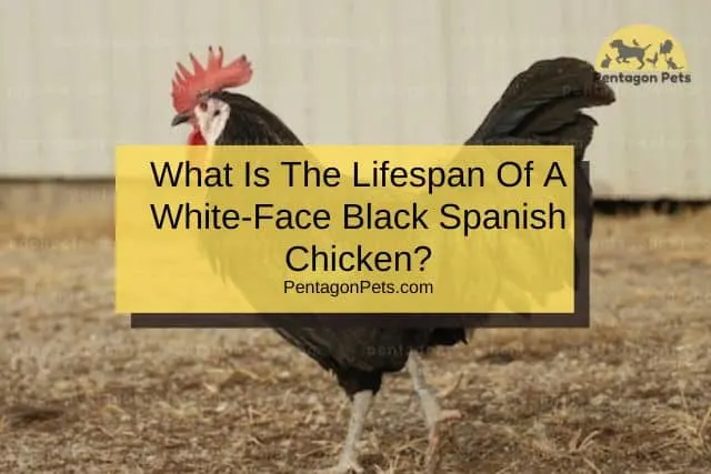 White Face Black Spanish Chicken
