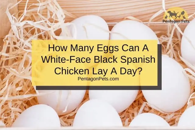 White Chicken Eggs