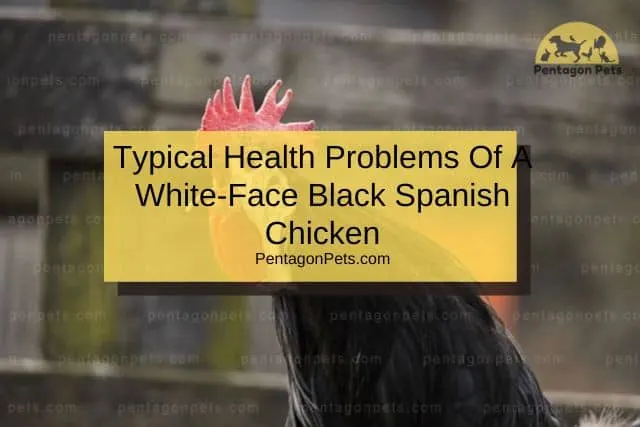 White Face Black Spanish Chicken