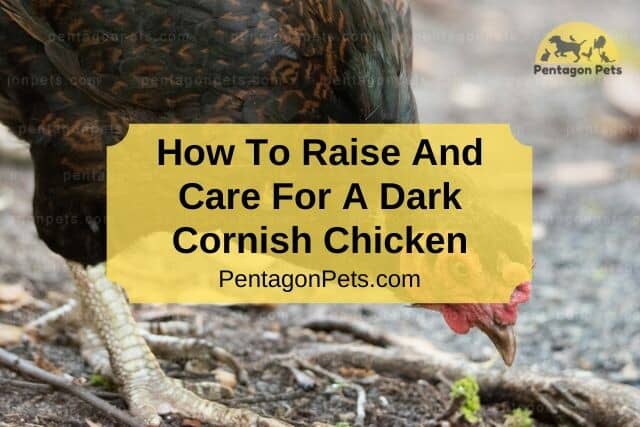 Dark Cornish Chicken eating chicken feed