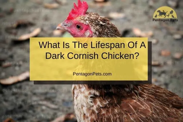 Dark Cornish Chicken on a farm