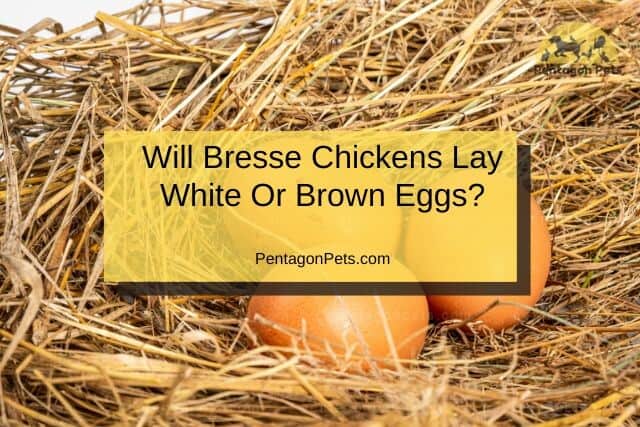 Brown chicken eggs in nest