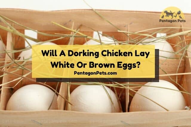 Box of white chicken eggs