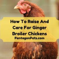 Ginger Broiler Chicken