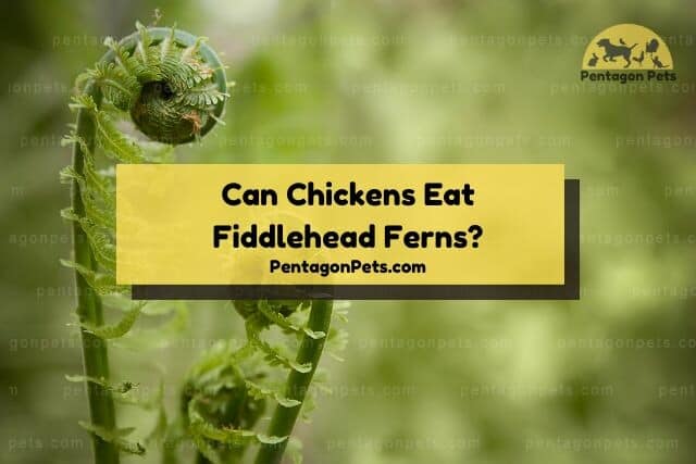 Fiddlehead Fern leaf