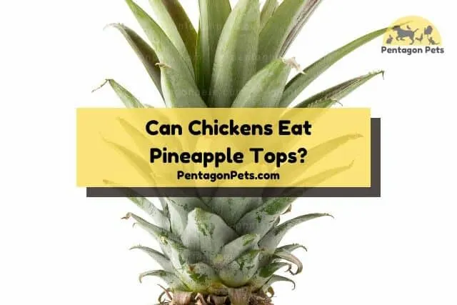 Pineapple top