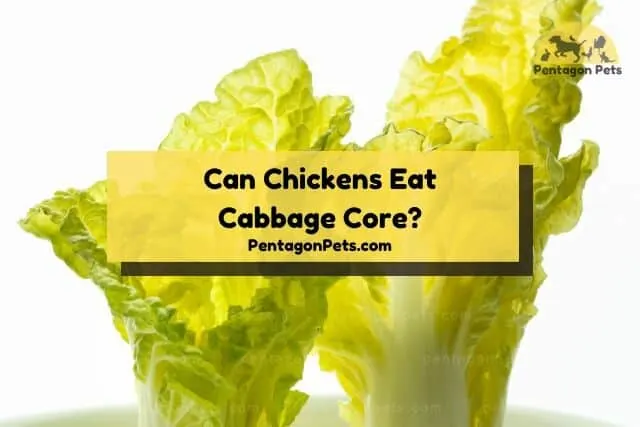 Two cabbage cores