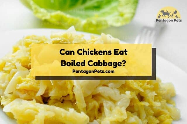 Boiled cabbage leaves