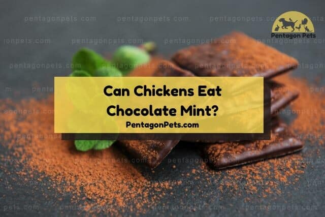 Mint chocolate square