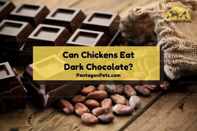 Dark chocolate bar squares