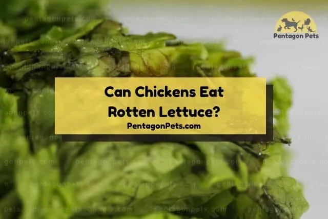 Rotten lettuce leaves