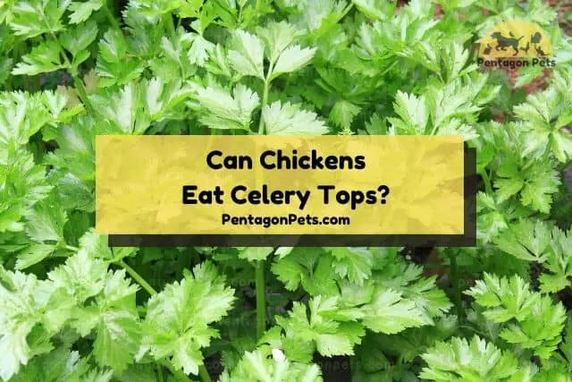 Celery tops