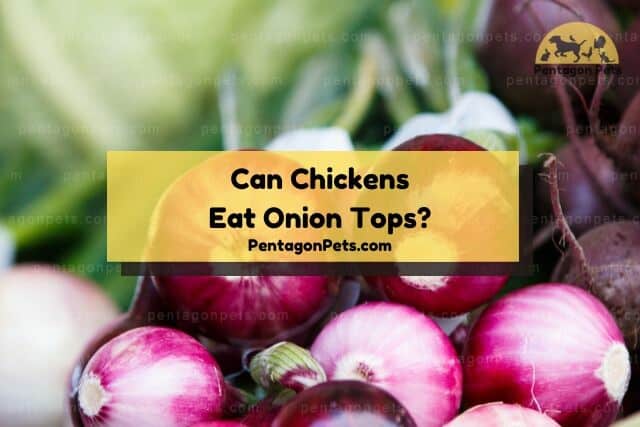 Onion tops