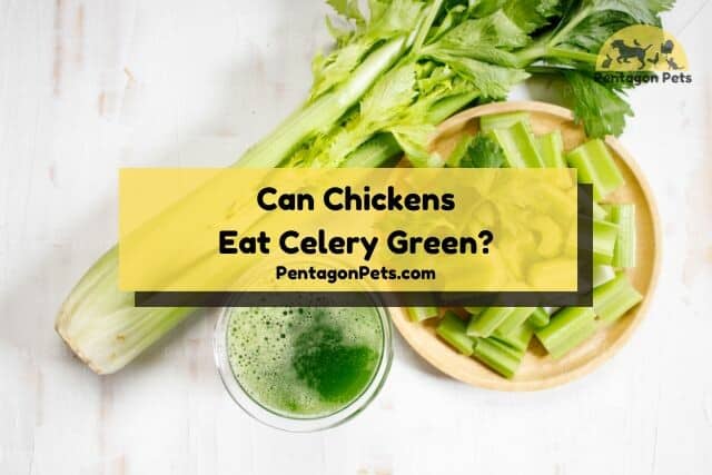 Celery green juice