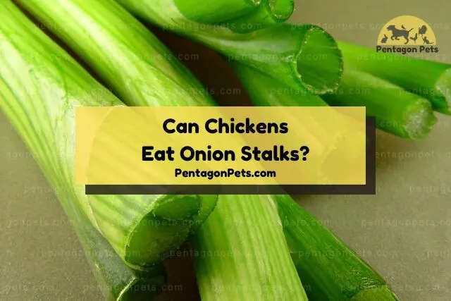 Cut up onion stalks