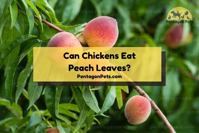 Peaches hanging from tree branch
