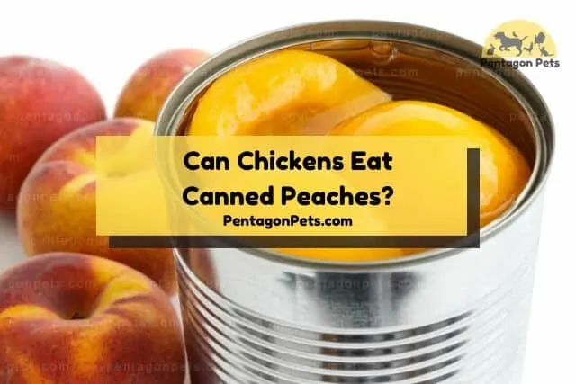 Open can of peaches