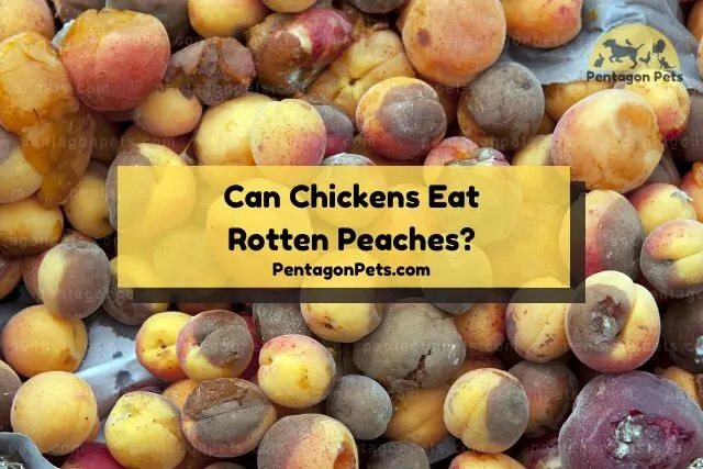 Pile of rotten peaches