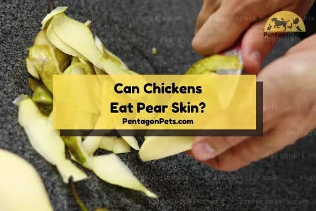 Peeling skin off pear