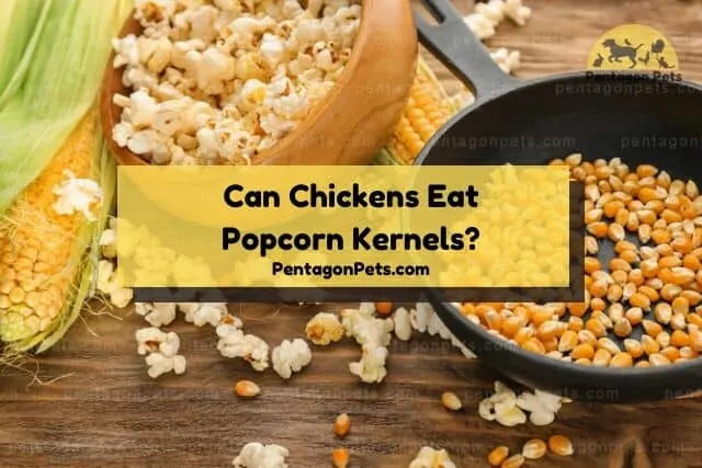 Corn cob, bowl of popcorn, cast iron of kernels