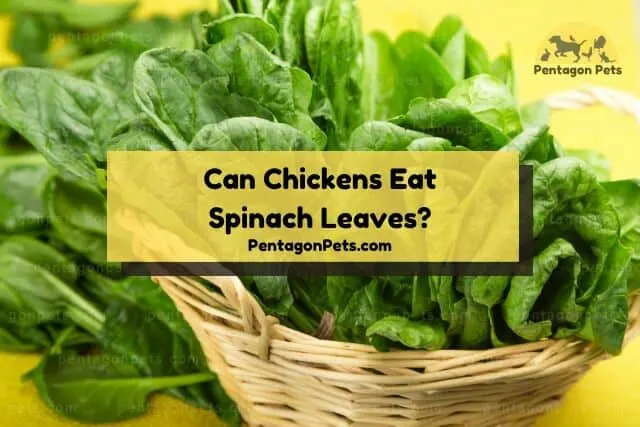Wicker bowl of spinach leaves