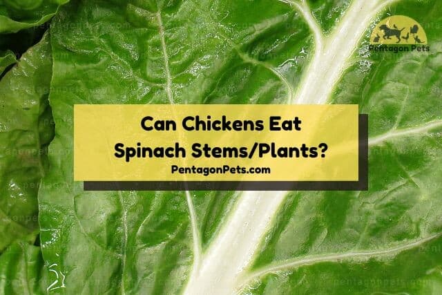 Spinach stem